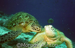A shoulder to lean on. Sipadan.  by Morgan Ashton 